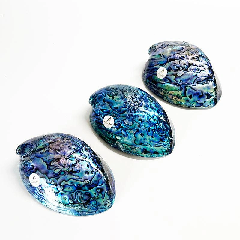 Luxurious 12cm NZ Paua Shell – A Stunning A-Grade Collector's Gem!